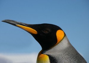 King Penguin