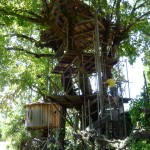 Another tree house