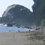 Beach seagull banner
